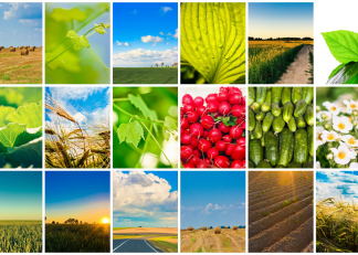 Qualidade no setor agroalimentar: um ciclo de webinars dedicado às PME